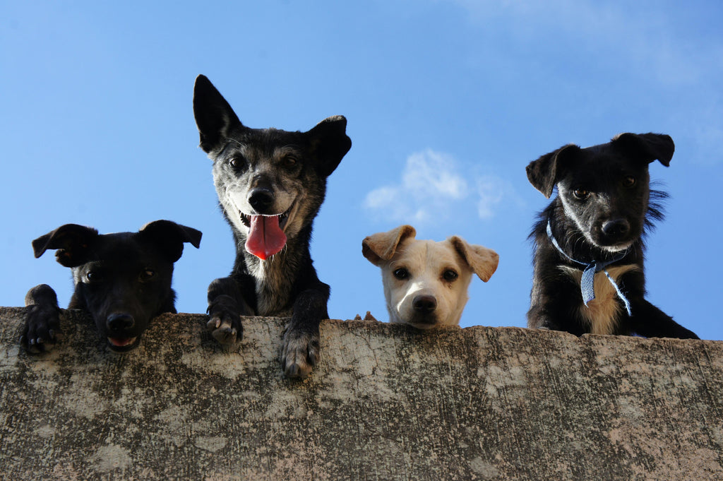 Understanding Pet Behavior: What Your Pet’s Actions Are Trying to Tell You