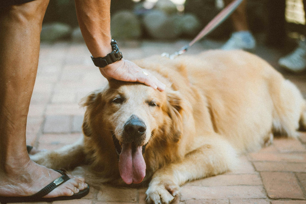 Adventure Awaits: Top Travel Gear for Pets on the Go