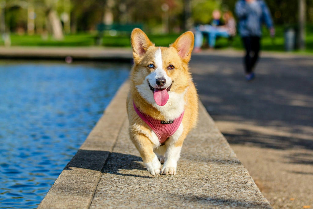 Seasonal Style: Dressing Up Your Pet with the Latest Apparel Trends