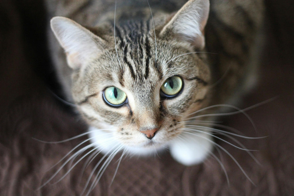 Collars, Leashes, and Harnesses: How to Choose the Perfect Fit for Your Pet