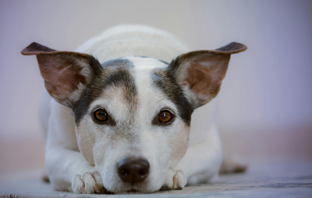 From Playtime to Nap Time: The Ultimate Pet Toy and Bedding Pairings