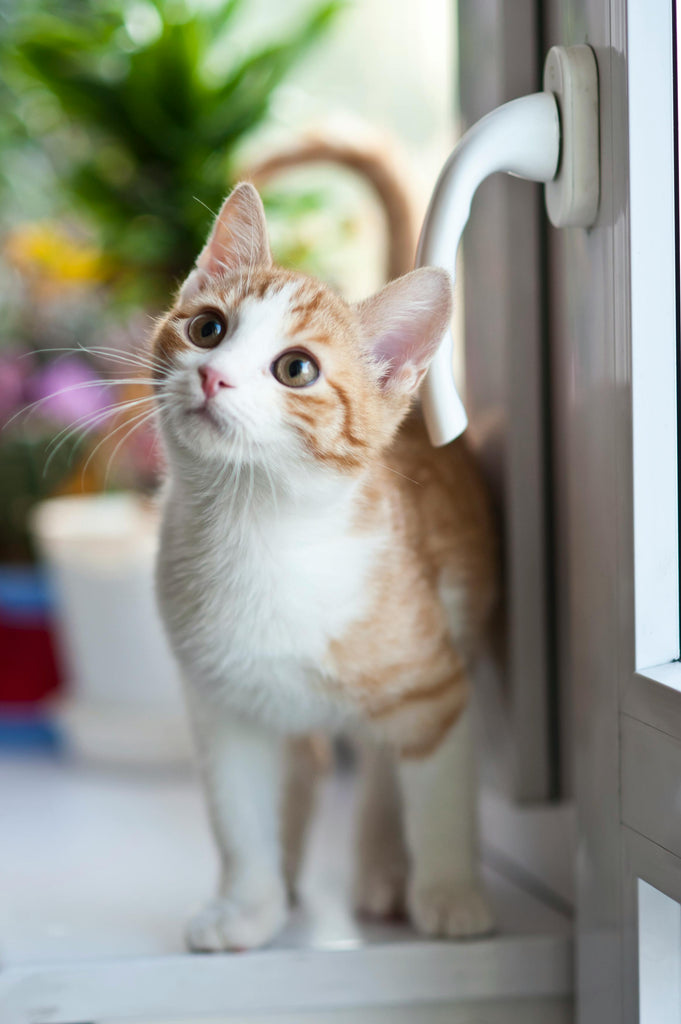 Traveling with Pets Made Easy: Must-Have Carriers and Travel Accessories