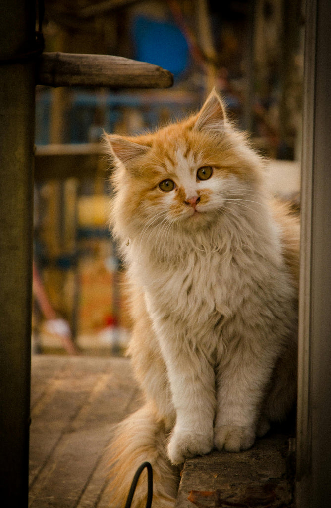 Stylish and Functional: A Guide to Apparel & Accessories for Pets