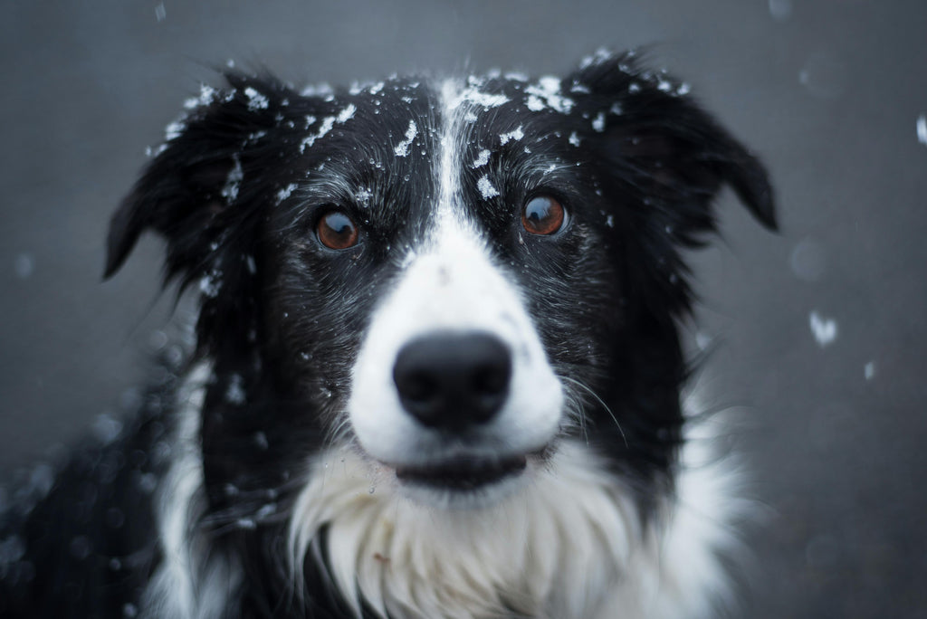 Top Toys Your Pet Will Love: Fun and Enrichment for Every Furry Friend